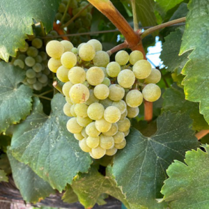Malvasia Blanc Grapes