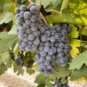 Syrah Grapes